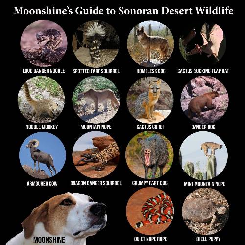 guide to Sonoran Wildlife